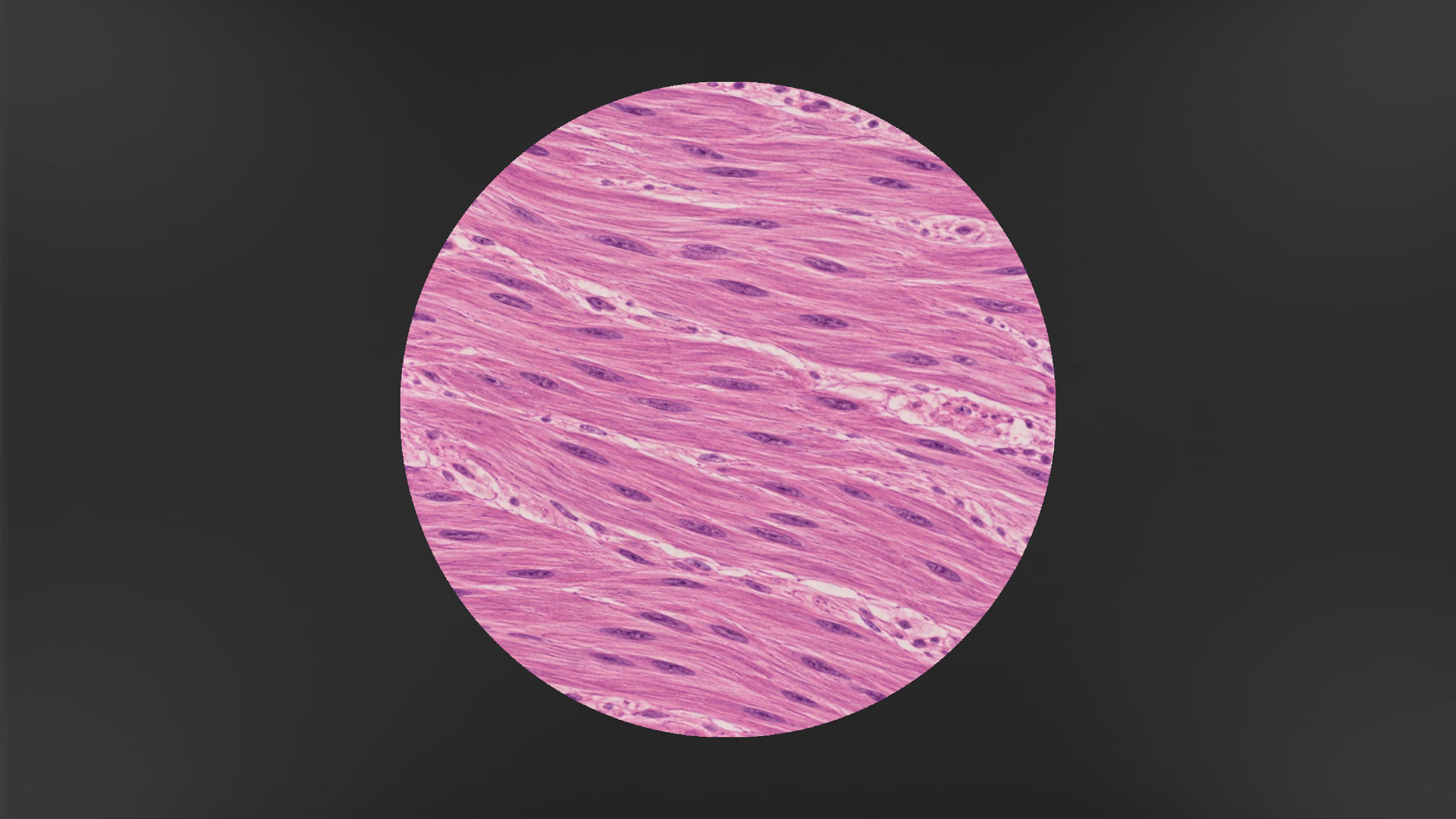 Study of Muscle and Nerve Tissues (Microscopic Examination)