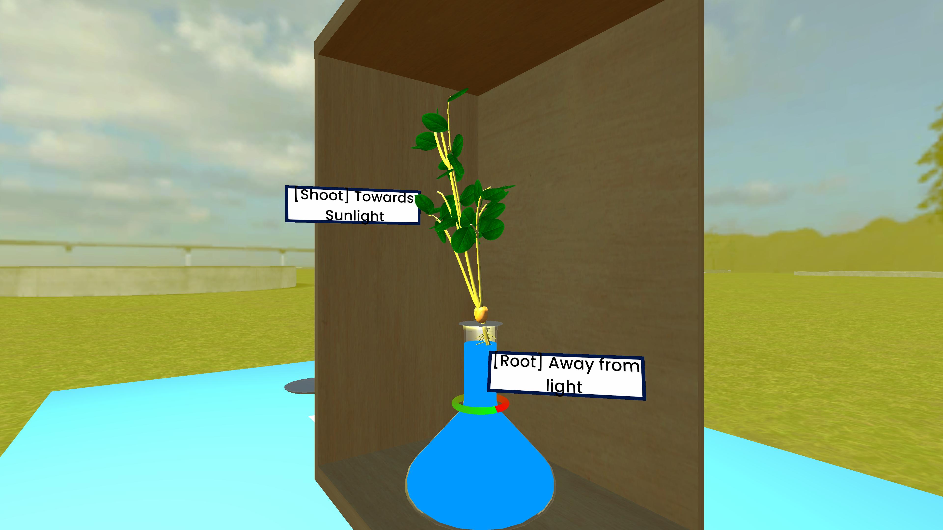 Phototropism