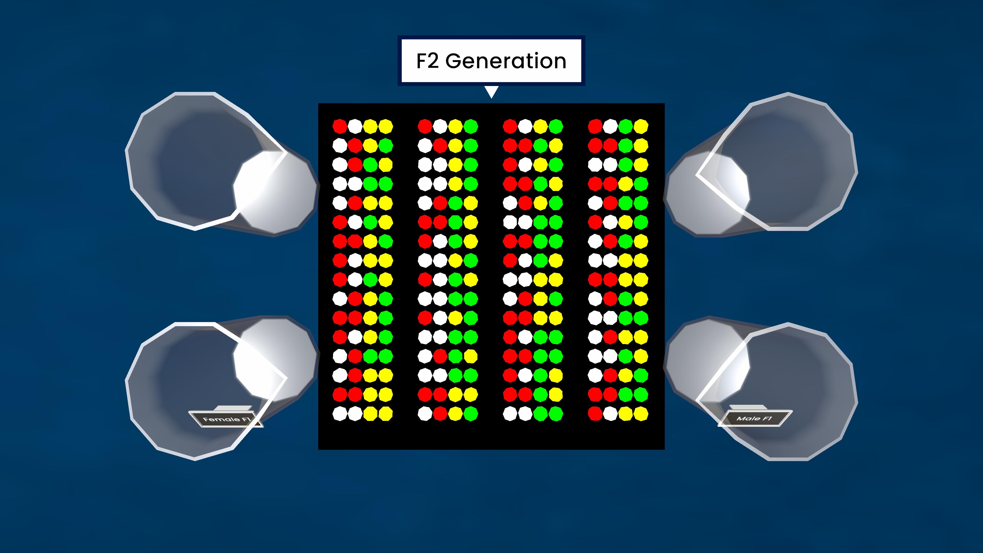 Mendel's Law of Independent Assortment