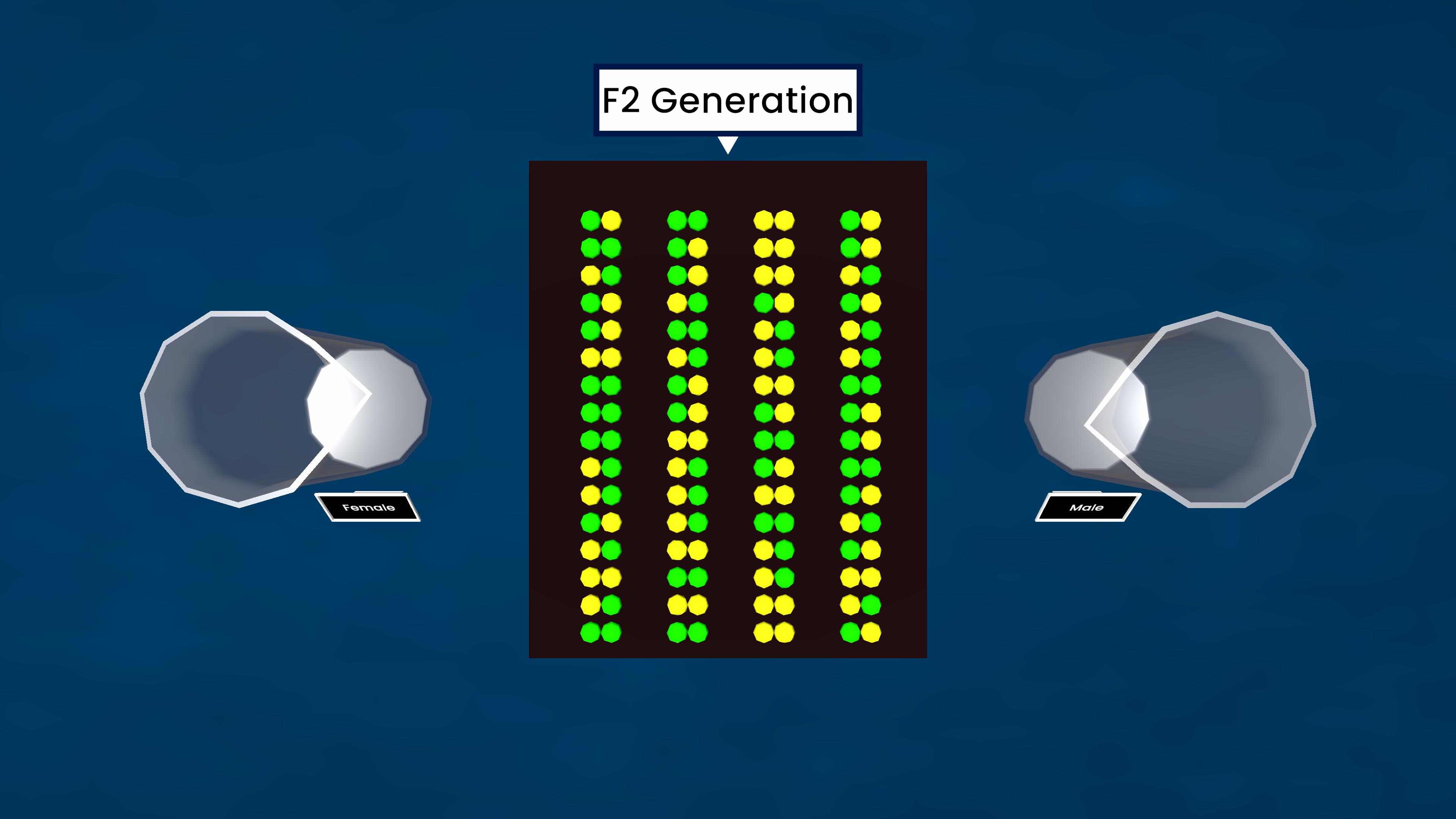 Mendel's Law of Segregation
