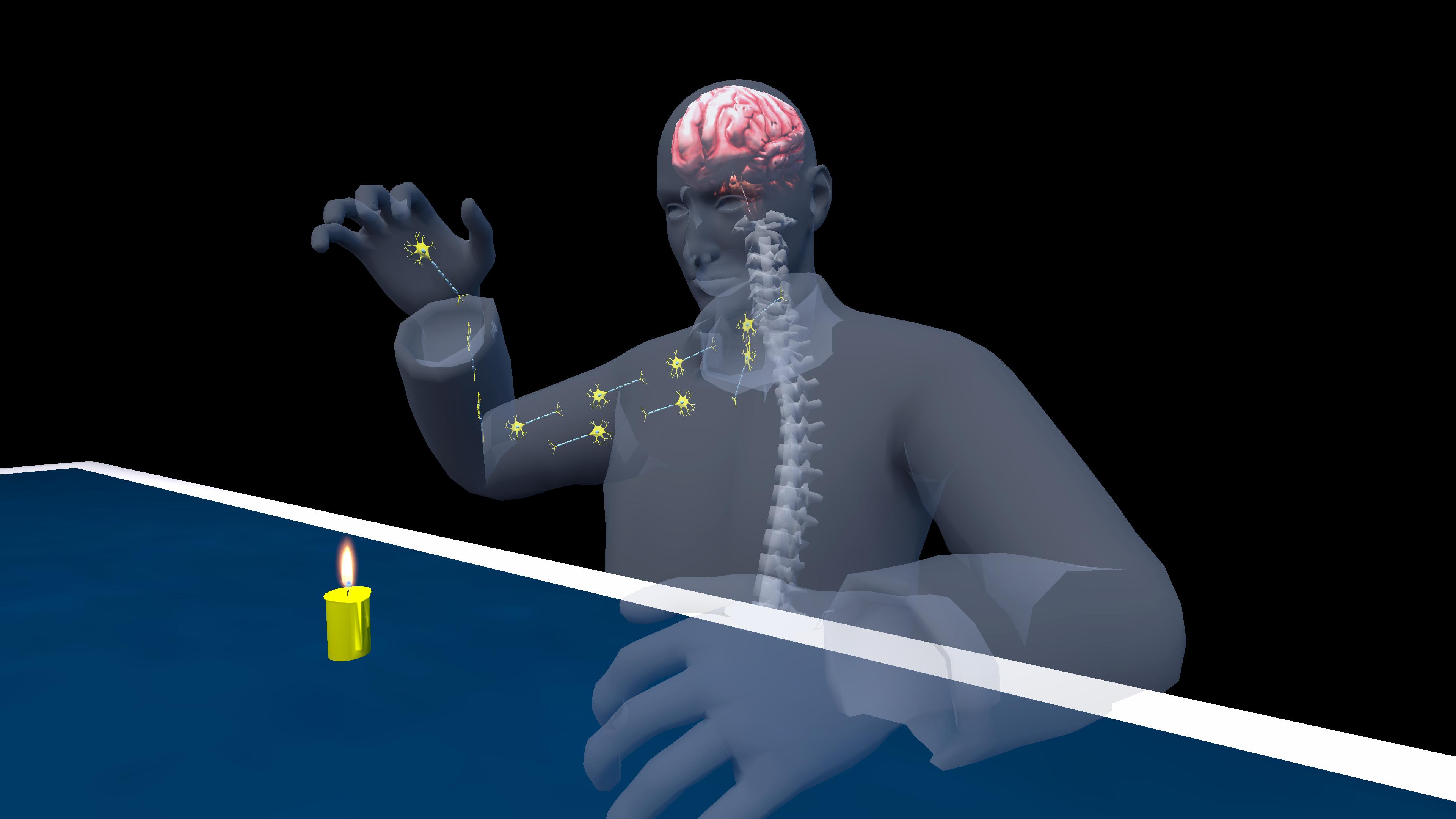 Reflex Arc (Reflex Action)