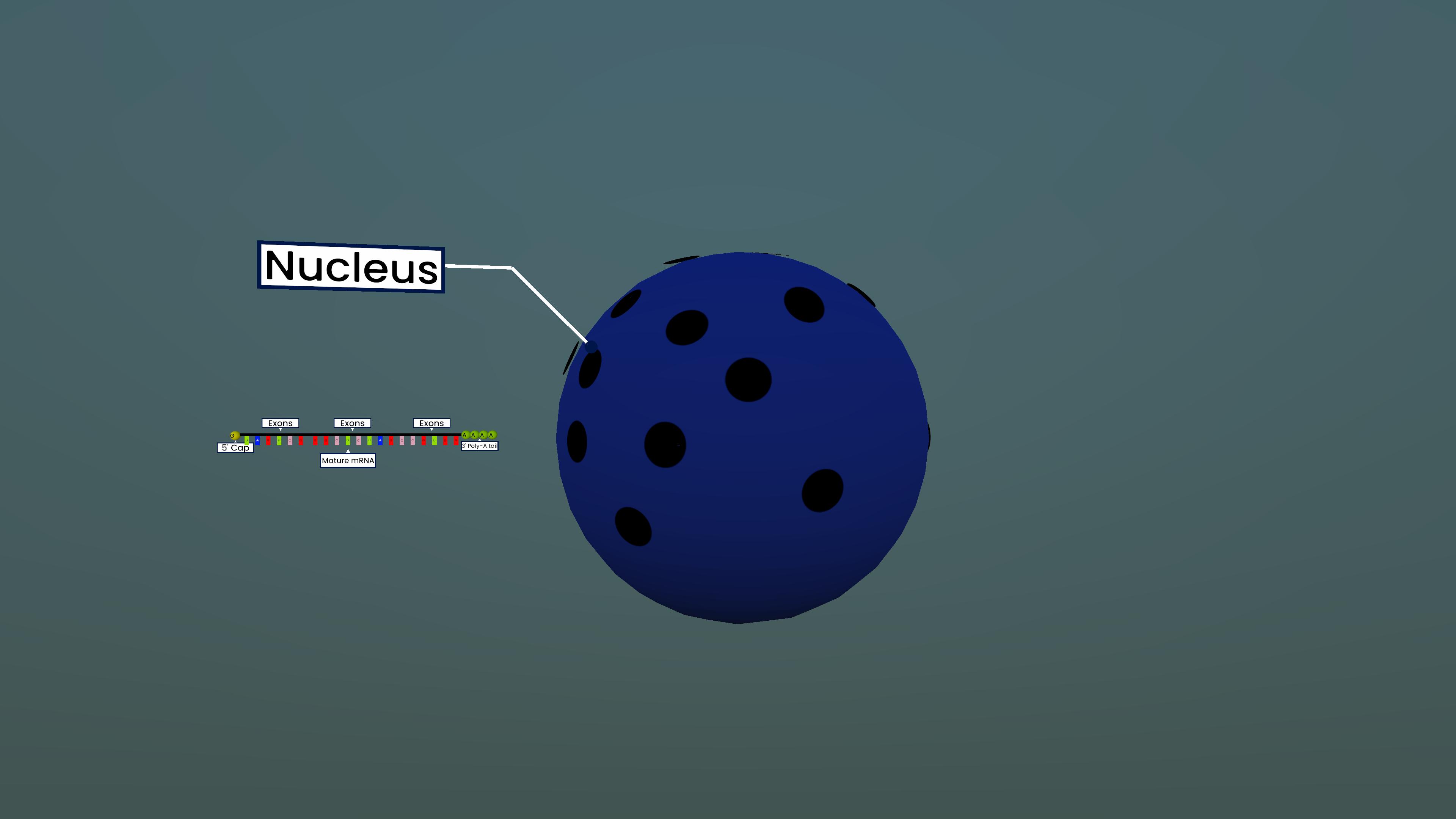 Transcription in a Eukaryotic Cell: From Gene to Mature mRNA