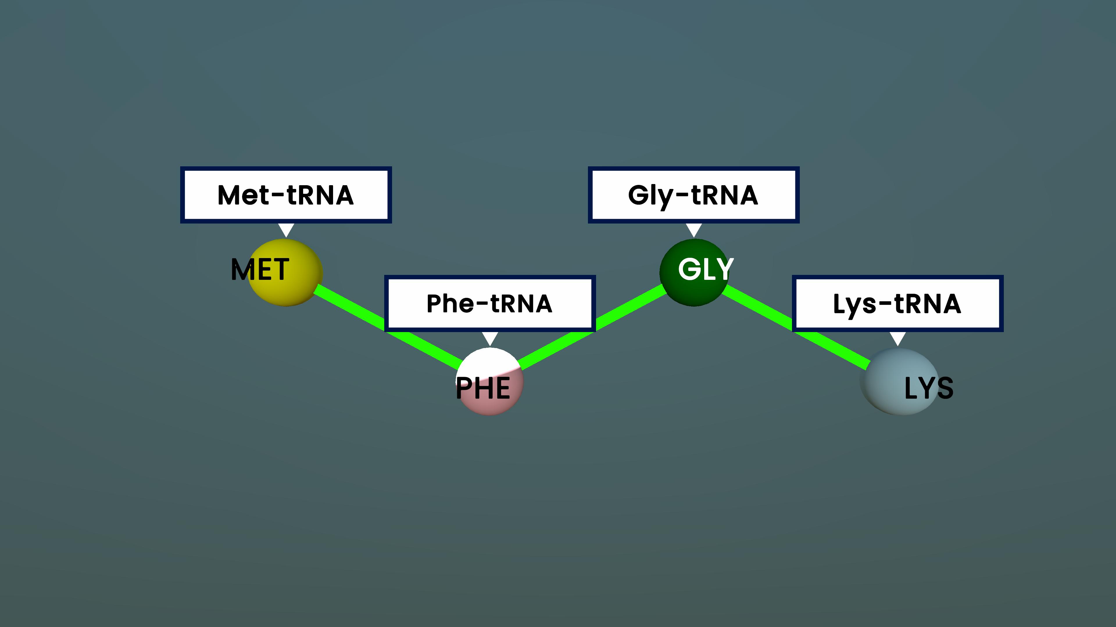 Translation in a Eukaryotic Cell: From Mature mRNA to Polypeptide