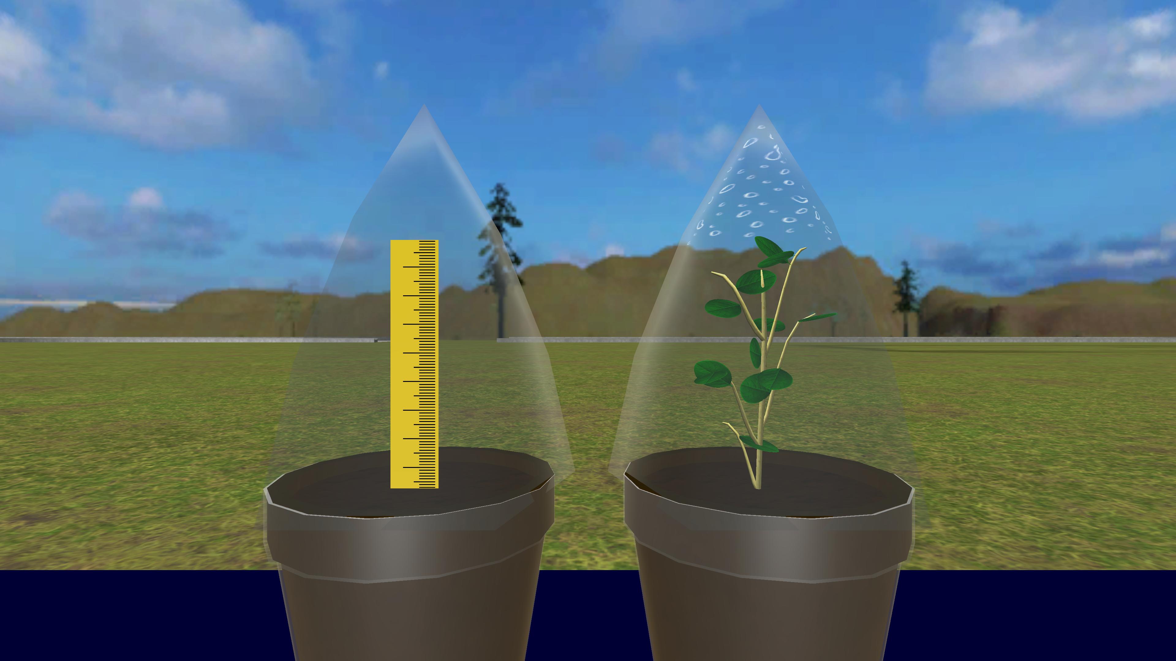 Transpiration in Plants