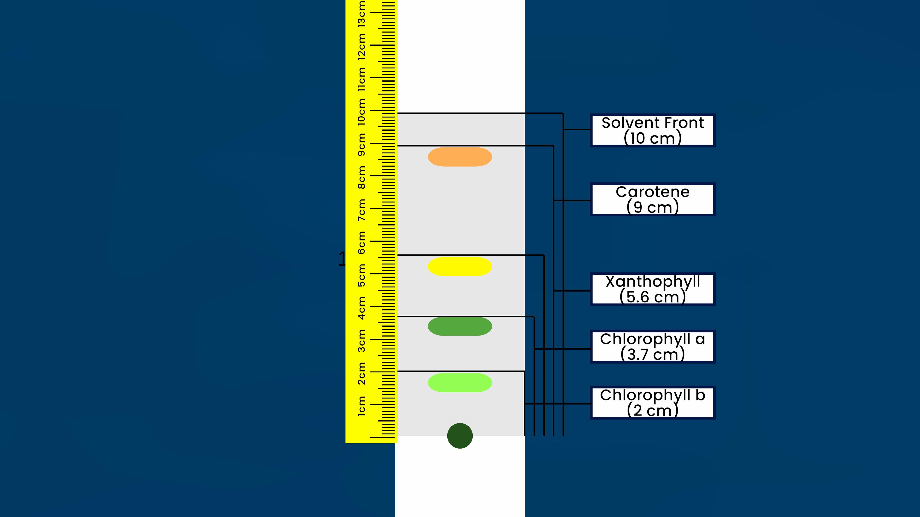 separation of plant pigments through paper chromatography